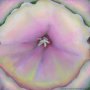 Wildflower Series 1 thumbnail image